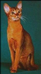 Abyssinian