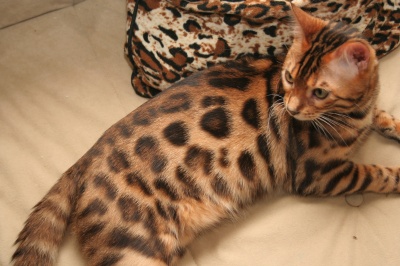 Bengal Cat