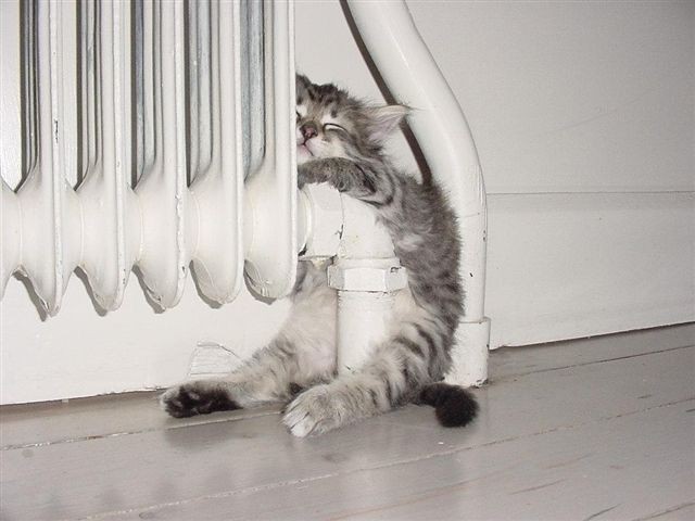 Kitten
