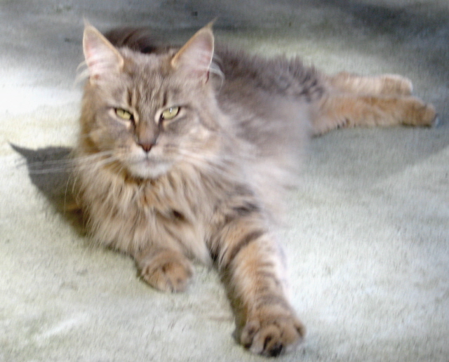 Maine Coon