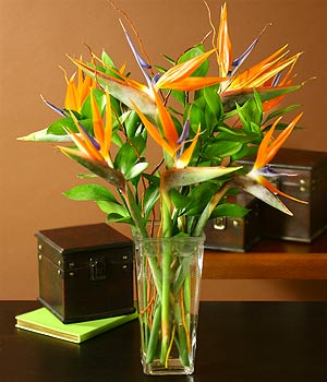 Birds of Paradise