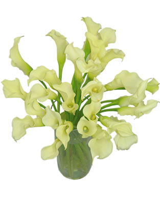 Calla