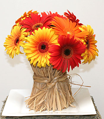 Gerbera