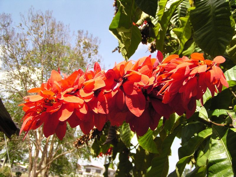 Chaconia